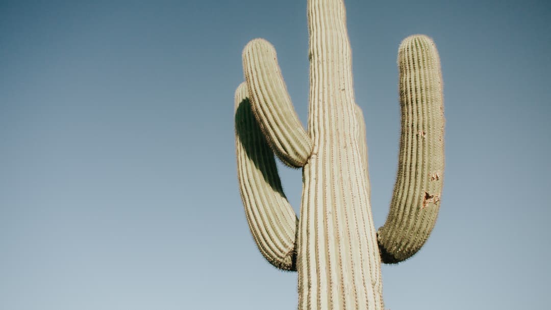 Photo of a cactus Photo of a cactus